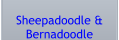 Sheepadoodle & Bernadoodle