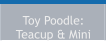 Toy Poodle:  Teacup & Mini